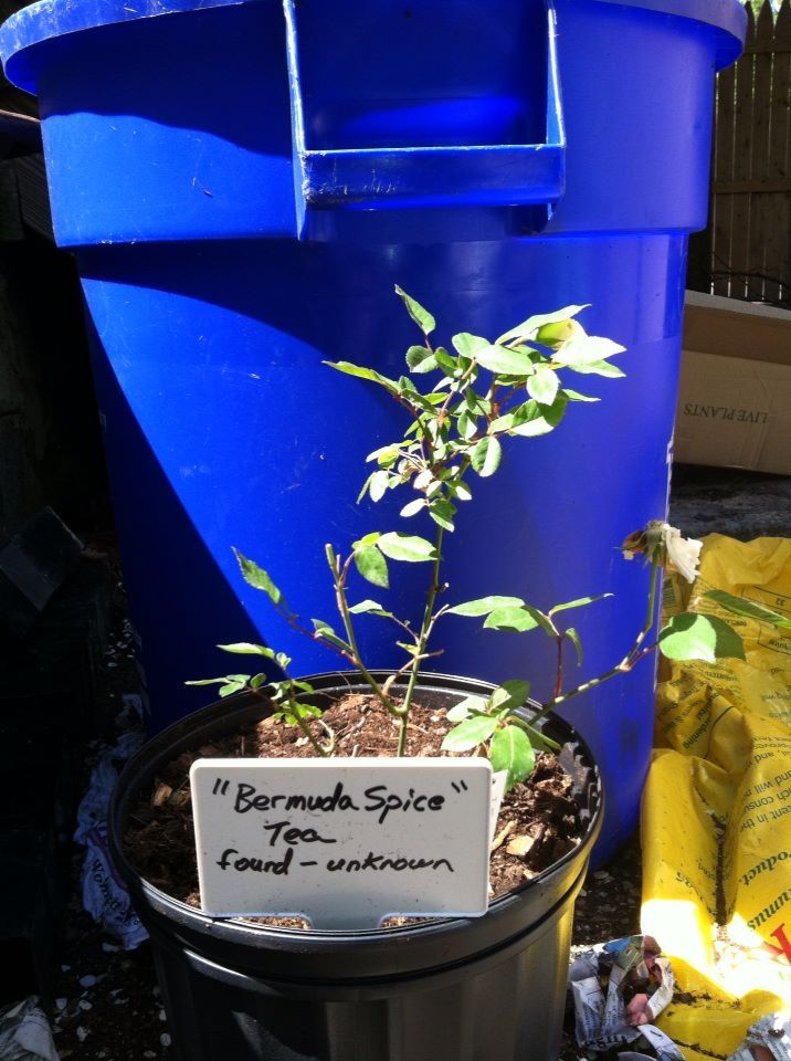  photo BermudaSpiceApril26_zpsa830077d.jpg